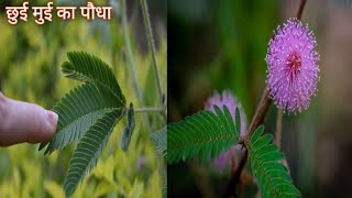 Chui Mui ka paudha | Touch me not plant | Mimosa pudika | how to grow chui mui plant | chui mui