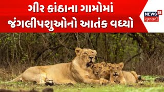 Amreli News : અમરેલી ગીર કાંઠાના ગામોમાં જંગલીપશુઓનો આતંક વધ્યો | Leopard Attack | News In Gujarati