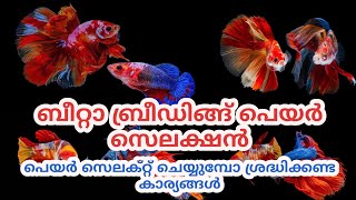 Betta fish Pair selection for breading Malayalam|Betta breeding pair tips