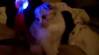 sachi - scottish fold kitten curious about new toy