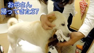 お母さん帰ってきた37 / Dogs Welcoming Mom Home 37