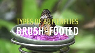 Brushfooted Butterflies