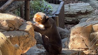 足がおぼつかないキョウコさんのようすです。【2022年10月27日】【上野動物園】マレーグマ