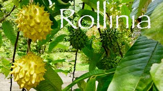 From Tree to Taste Buds: Rollinia