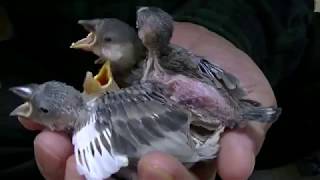 文鳥の挿し餌に興味があるウロコインコ