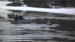 meduxnekeag river flood woodstock ,NB  2014 cows trapped in icy water had to be saved.