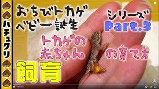 トカゲの赤ちゃんの育て方★ゼノガマの繁殖 3 生まれたてのベビーの飼育方法 Xenagama taylori  Hacching Baby 3【爬虫類ペット】