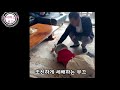 새해 복 많이 받으세요 한복입은 강아지