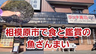 【コスパ良】相模原市で魚三昧の1日を過ごす【御用寿司】【ランチ】