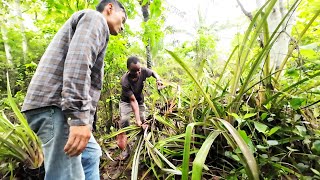 Suxa nhận giống từ trang trại mang về vườn trông ||Tony Phong cuộc sống Châu Phi