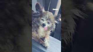 My dad drives a ram 1500 🤣👌#ram #funnyvideo #dog #chihuahua #dodge