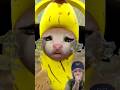 BaNaNa N4Ng1s‼️ #funny #cute #baby #toys #memes #bananacat #123go #comedy