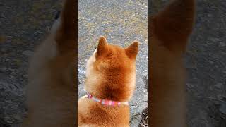 幼鳥と成鳥の白鳥を見学する川辺の柴犬♂♀ #Shorts