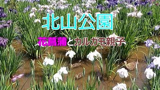 北山公園 東村山市 花菖蒲とカルガモ親子 BGM Lazy Porch Swing Bluse 吉野  繁樹