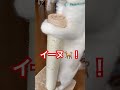 うちにはうさぎとアザラシとイヌがいます🐰🦭🐕🩵 ねこ 猫 ネコ にゃんこ ラグドール ragdoll catvideos ねこのいる生活