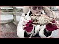 캐나다에서 게잡는 영상 bc crab in canada