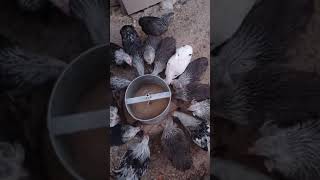 silver gümüş araucana yarışma mavi yeşil yumurta civciv yarka kümes tavuk kuluçkalik yumurta