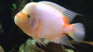 Midas cichlid - Amphilophus citrinellus