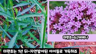 마편초 심은지 1년 뒤~자연발아 되는 아이들 풍년(여름~가을까지 피는꽃)