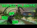 Advanced Weed Planting - FiveM Script | pScripts