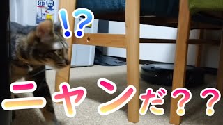 【保護猫】ロボット掃除機と初対面した子猫