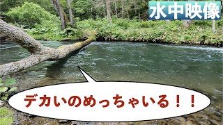 阿寒川の中をカメラで見てみると…