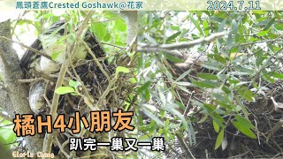 20240711 橘H4小朋友趴完一巢又一巢【花家│鳳頭蒼鷹Crested Goshawk】