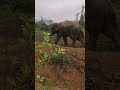 elephant attack short video 2023shorts youtube shorts viral shorts animals shorts