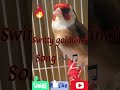 switty goldfinch song 🎵 🎶 💯