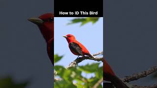 Can you identify this red bird?