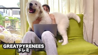 ピレ犬ドレミは仕事を妨害してくるプロです・・【グレートピレニーズ】