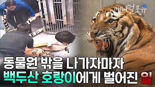 처음 동물원 밖을 나갔던 백두산 호랑이는 왜 슬픈 귀환을 할 수밖에 없었나 | KBS 취재파일K 170212 방송