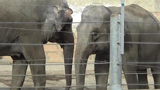 Cute Asian elephant   #285 アジアゾウが可愛い❤【Cute animal videos】【のんほいパーク】