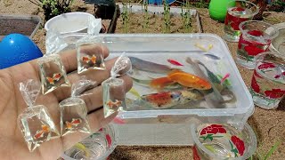 Catch Strange Ornamental Fish In Tiny Pond, Blue Grass Guppy, Full Black Guppy, Koi, Pencil Fish