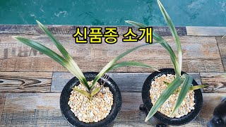 신품종 소개