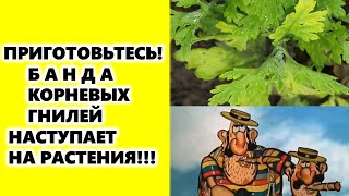 Приготовьтесь: банда корневых гнилей наступает на наши растения!!!Как защитить овощи, цветы...