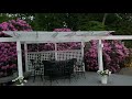 ~peaceful walk through massive rhododendron garden in full bloom 🌸✨💫