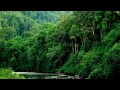 Sounds of the Malaysian Rainforest (circa late 1950's)