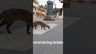 OH||Small Indian Civet, appeared during lock down due to Corona India #civet #marap