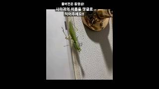 이거뭐냐(풀버전 동영상입니다)