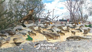 COLOCANDO COMIDA PARA OS PASSARINHOS