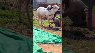 Best bull race in pakistan 2023! vip dandi group (bull race video) #bullrace #shorts