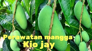 Cara pemupukan mangga kiojay (mangga jumbo) sedang berbunga dan berbuah agar tidak rontok