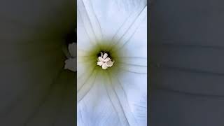 Datura stramonium Anther is the show | Datura Flower is very Nice