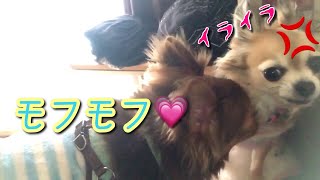 すぐキレるチワワ！首 狙われる！逃げ場をなくしたナナちゃん！どうする⁉️