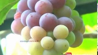 Grape garden in home by Housewife in Thrissur