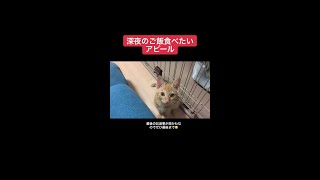 生後3ヶ月くらいのおちびつなくん🐈この頃から食い意地やばかったです（笑）#猫のいる暮らし #猫のいる生活 #うちの猫をみてくれ #お返事猫