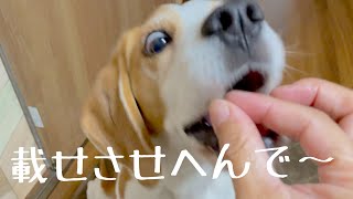 【ビーグル犬さつき】鼻の上にオヤツ載せるアレをやってみたい飼い主vs食べたい犬。Satsuki the Beagle