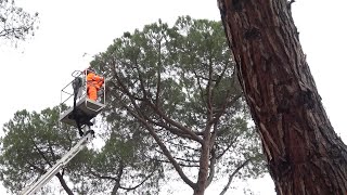 Benevento, stop al taglio dei pini pericolosi dalla Procura