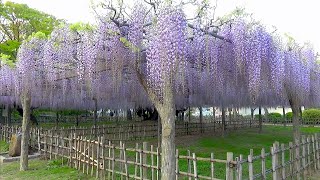 玉敷公園の藤　〜2020年4月29日〜